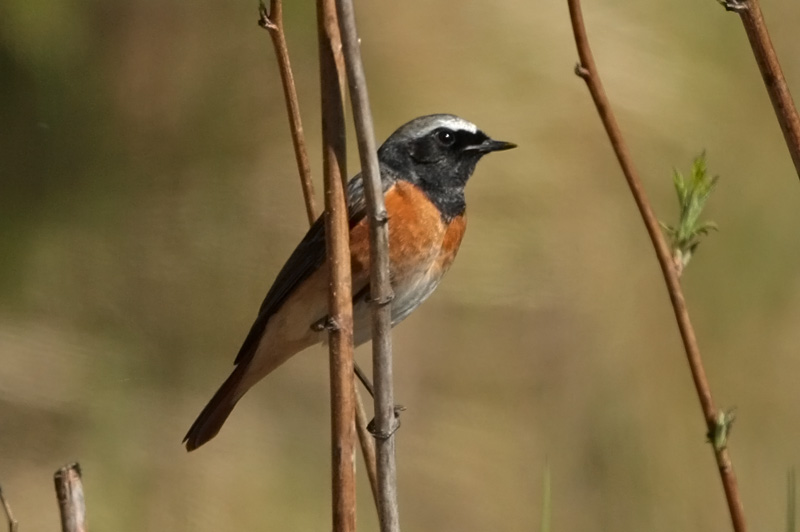 Lepp�lintu Common Redstart (Phoenicurus phoenicurus)