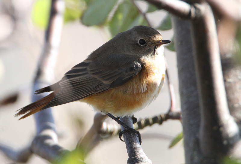 Lepp�lintu Common Redstart (Phoenicurus phoenicurus)