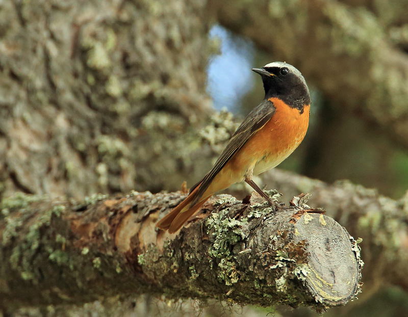 Lepp�lintu Common Redstart (Phoenicurus phoenicurus)