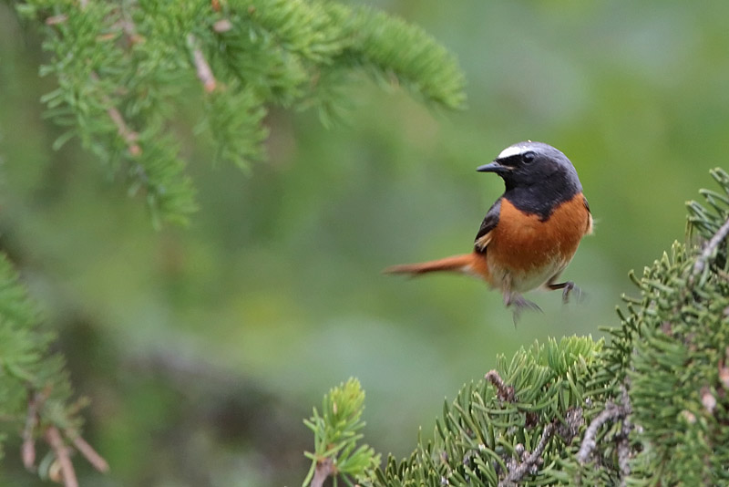 Lepp�lintu Common Redstart (Phoenicurus phoenicurus)