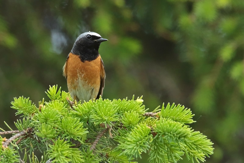 Lepp�lintu Common Redstart (Phoenicurus phoenicurus)