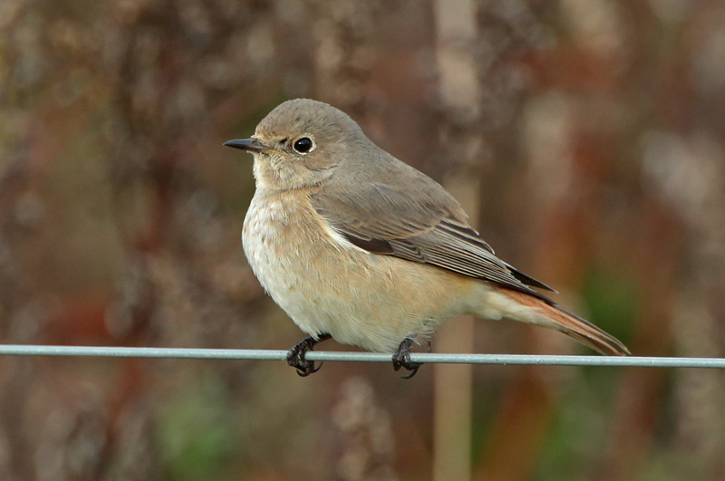 Lepp�lintu Common Redstart (Phoenicurus phoenicurus)