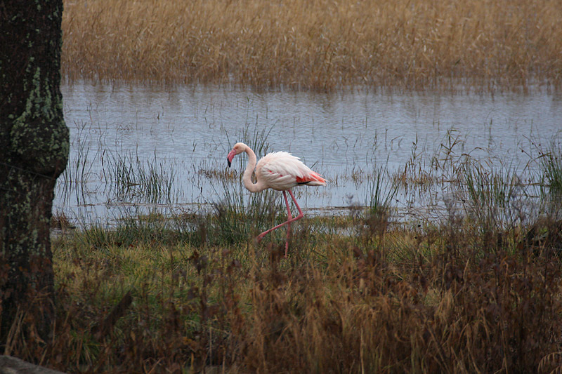 Flamingo Phoenicopterus roseus