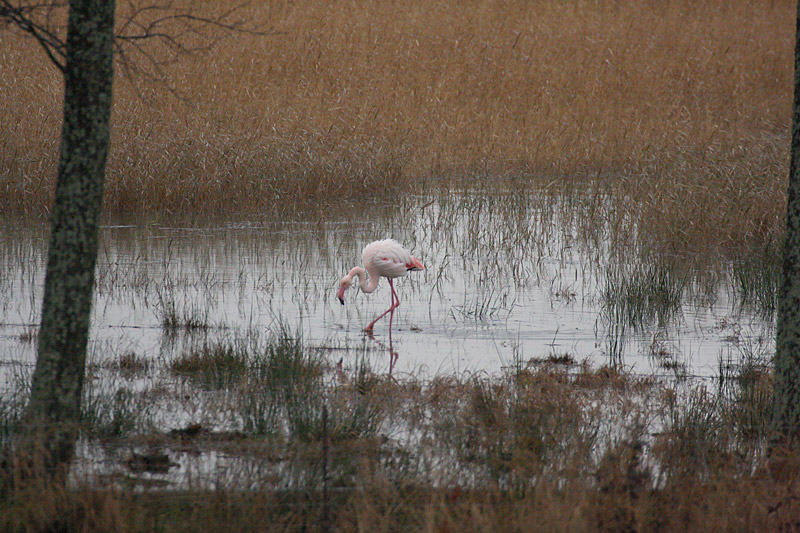 Flamingo Phoenicopterus roseus