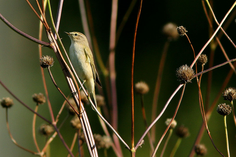 Tiltaltti
