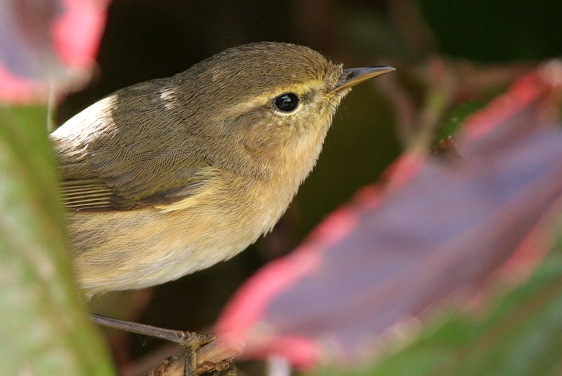 Kanariantiltaltti Phylloscopus collybita (canariensis)