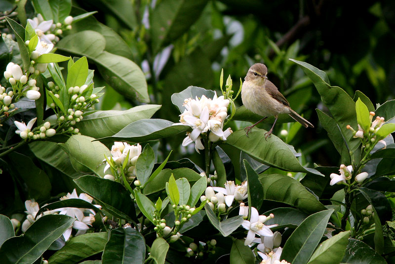 (Kanarian)tiltaltti Phylloscopus collybita (canariensis)