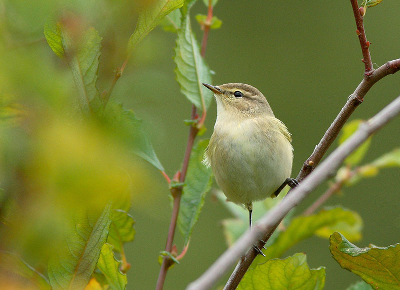 Tiltaltti Phylloscopus collybita