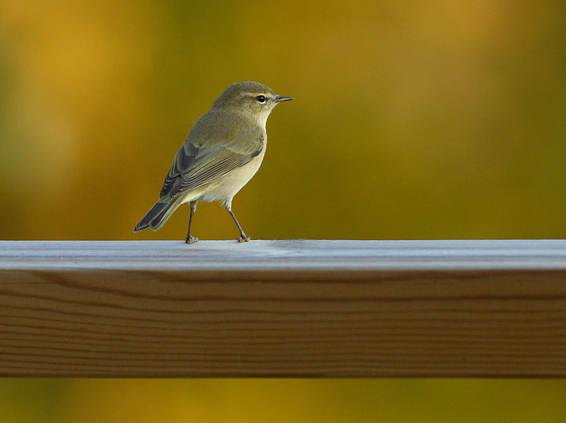 Tiltaltti Phylloscopus collybita