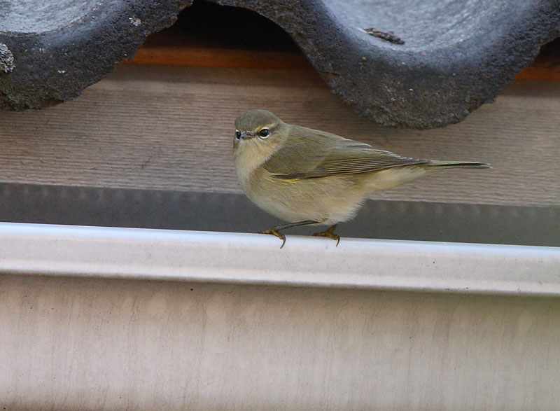 Tiltaltti Phylloscopus collybita