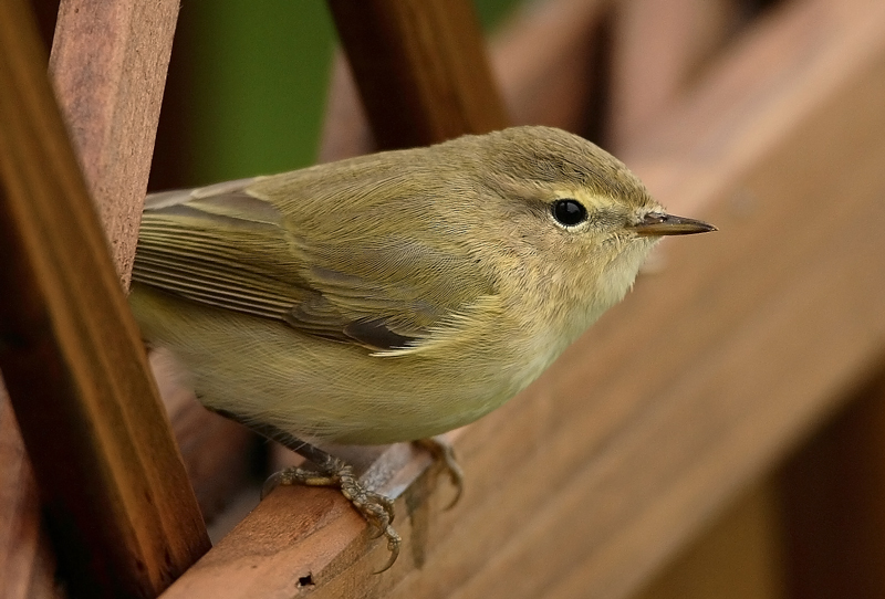 Tiltaltti Phylloscopus collybita