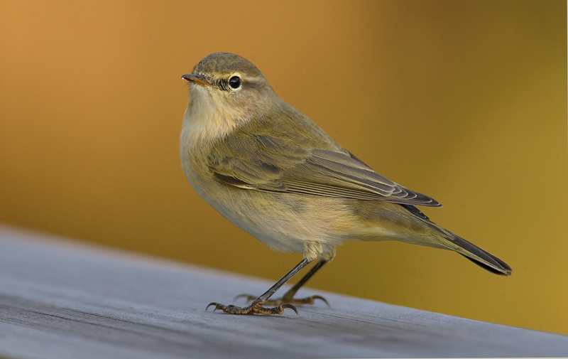 Tiltaltti Phylloscopus collybita