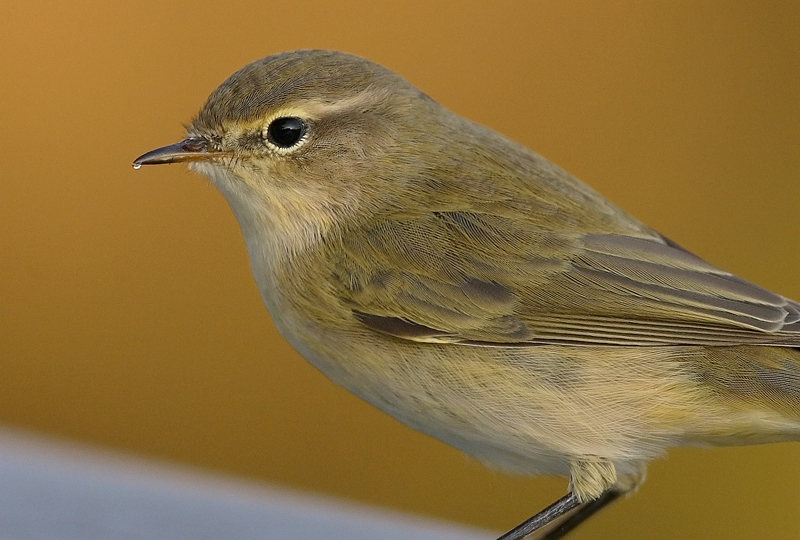 Tiltaltti Phylloscopus collybita
