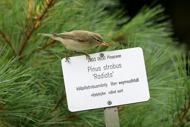 Tiltaltti Phylloscopus collybita
