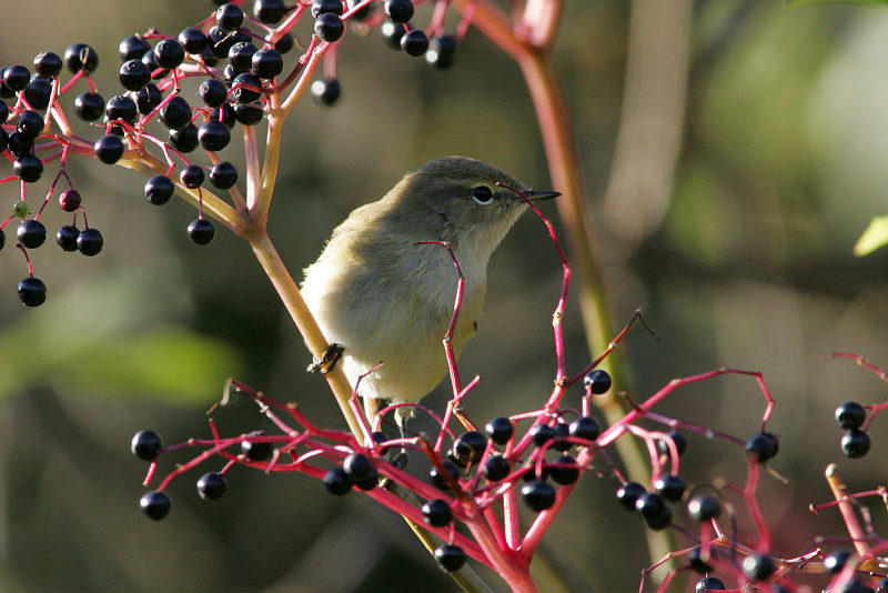 Tiltaltti Phylloscopus collybita