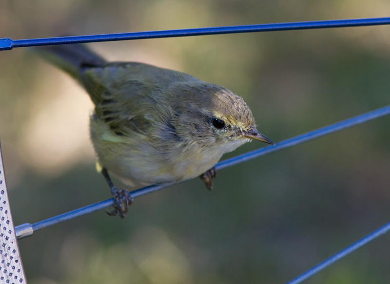 Tiltaltti Chiff-chaff Phylloscopus collybita