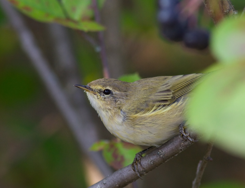 Tiltaltti Chiff-chaff Phylloscopus collybita