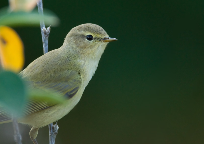 Tiltaltti Chiff-chaff Phylloscopus collybita