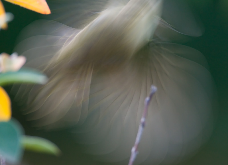 Tiltaltti Chiff-chaff Phylloscopus collybita