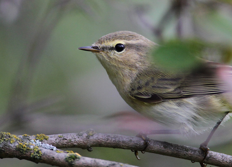 Tiltaltti Chiff-chaff (Phylloscopus collybita)