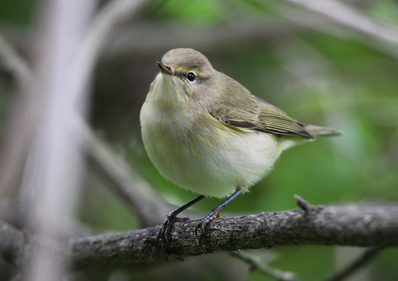 Tiltaltti Chiff-chaff (Phylloscopus collybita)