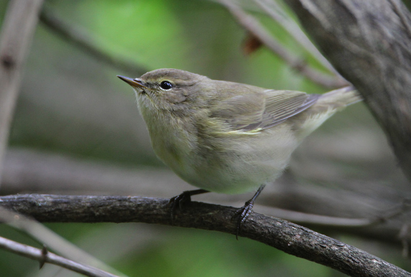 Tiltaltti Chiff-chaff (Phylloscopus collybita)