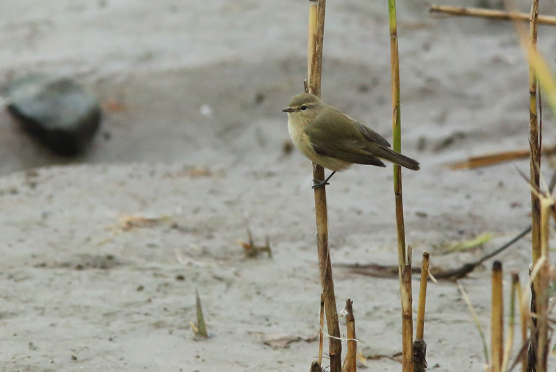 Tiltaltti Chiff-chaff (Phylloscopus collybita)