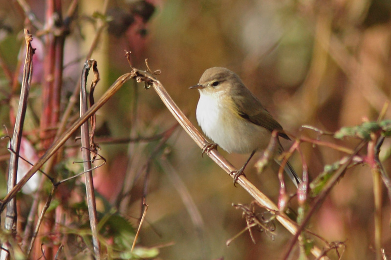 Tiltaltti Phylloscopus collybita