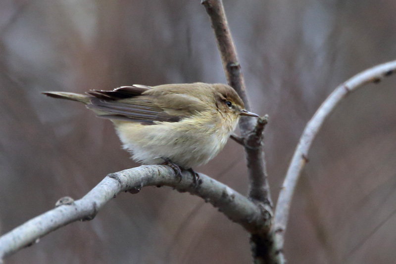 Tiltaltti Phylloscopus collybita