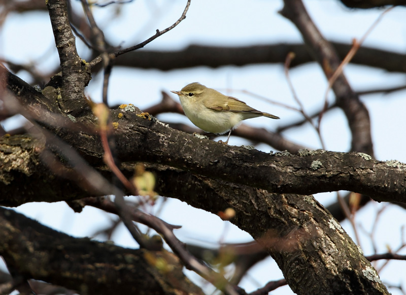 Id�nuunilintu (Phylloscopus trochiloides)