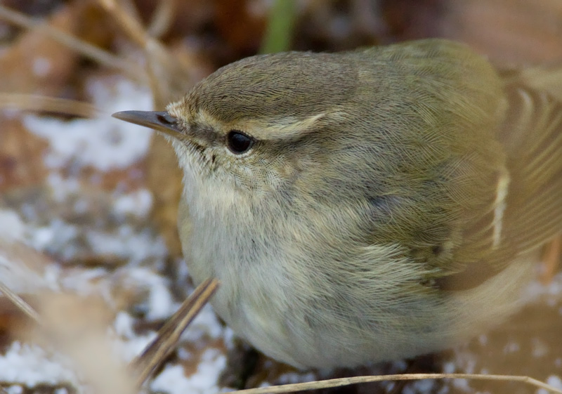Kashmirinuunilintu  Hume's Leaf-warbler (Phylloscopus humei)