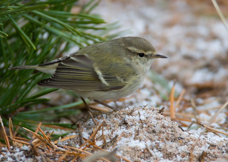 Kashmirinuunilintu  Hume's Leaf-warbler (Phylloscopus humei)