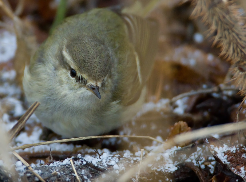 Kashmirinuunilintu  Hume's Leaf-warbler (Phylloscopus humei)