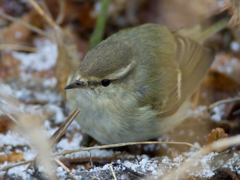 Kashmirinuunilintu  Hume's Leaf-warbler (Phylloscopus humei)