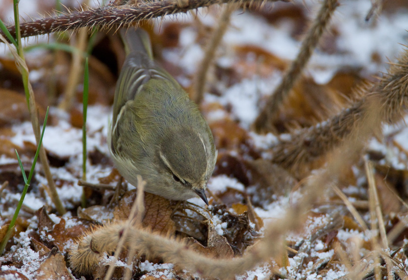 Kashmirinuunilintu  Hume's Leaf-warbler (Phylloscopus humei)