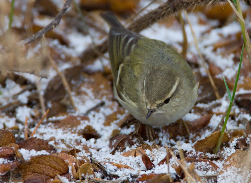 Kashmirinuunilintu  Hume's Leaf-warbler (Phylloscopus humei)
