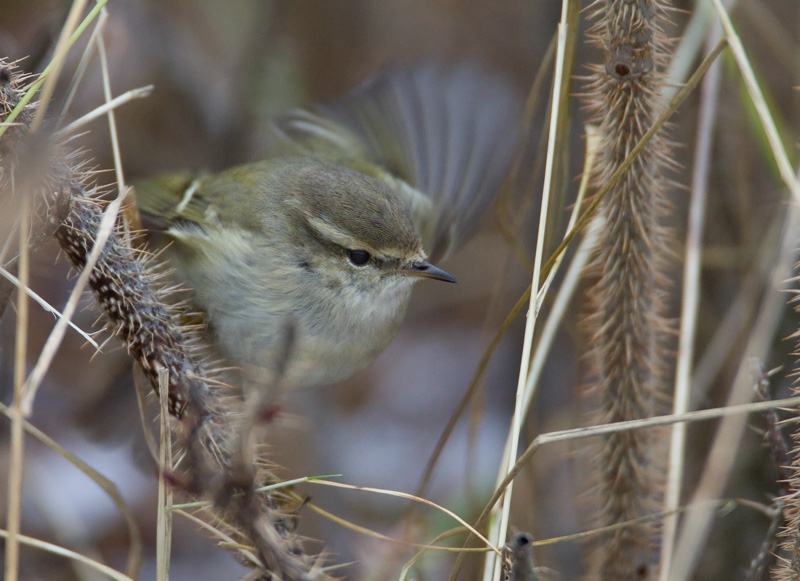 Kashmirinuunilintu  Hume's Leaf-warbler (Phylloscopus humei)