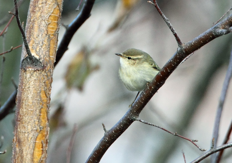 Kashmirinuunilintu  Hume's Leaf-warbler (Phylloscopus humei)