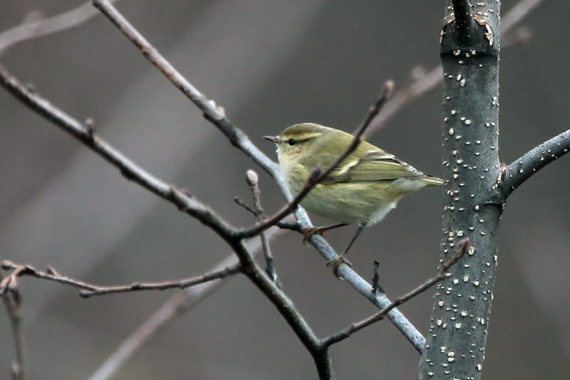 Kashmirinuunilintu  Hume's Leaf-warbler (Phylloscopus humei)