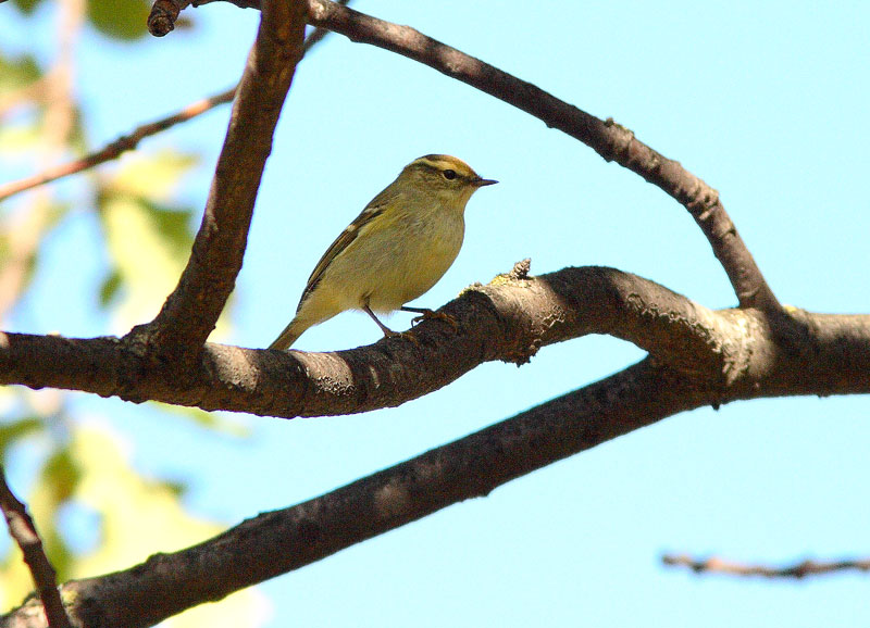 Taigauunilintu Phylloscopus inornatus