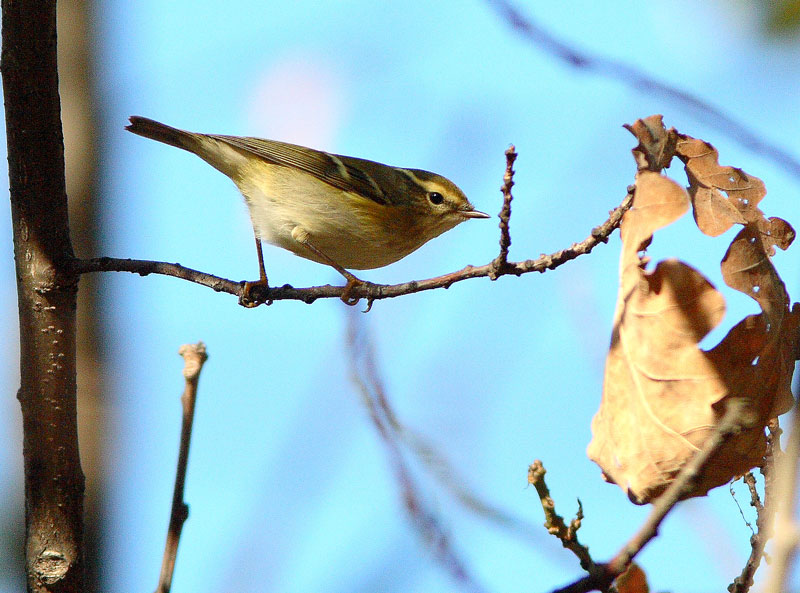 Taigauunilintu Phylloscopus inornatus