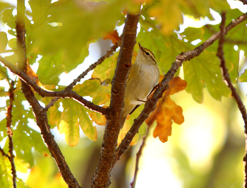 Taigauunilintu Phylloscopus inornatus