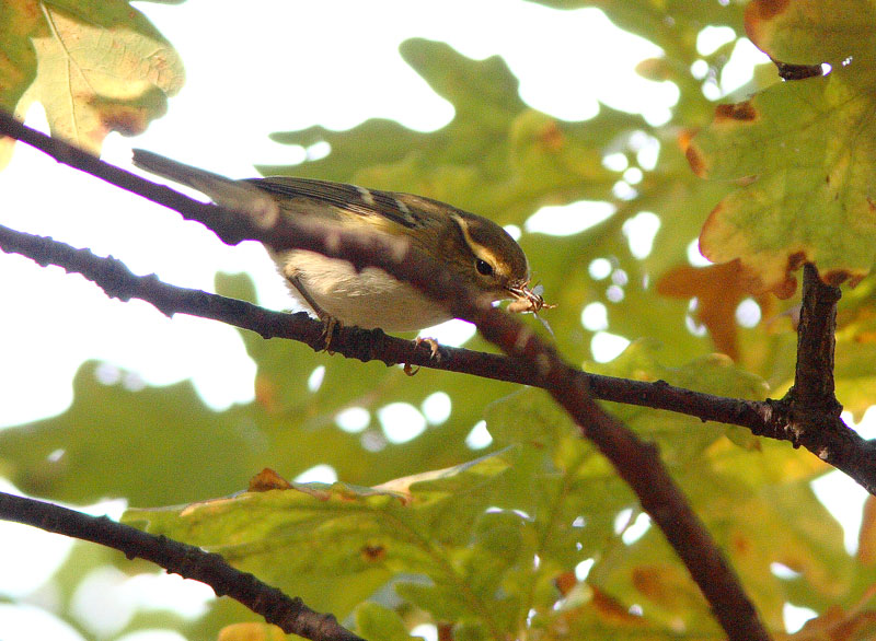 Taigauunilintu Phylloscopus inornatus