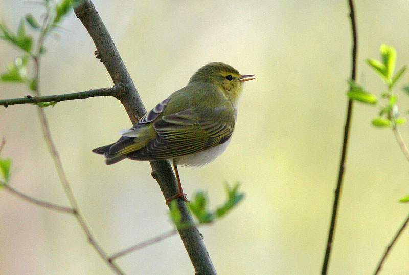 Siritt�j�, Wood Warbler (Phylloscopus sibilatrix)