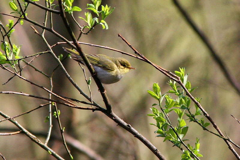 Siritt�j�, Wood Warbler (Phylloscopus sibilatrix)