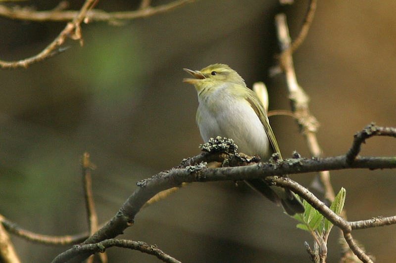 Siritt�j�, Wood Warbler (Phylloscopus sibilatrix)