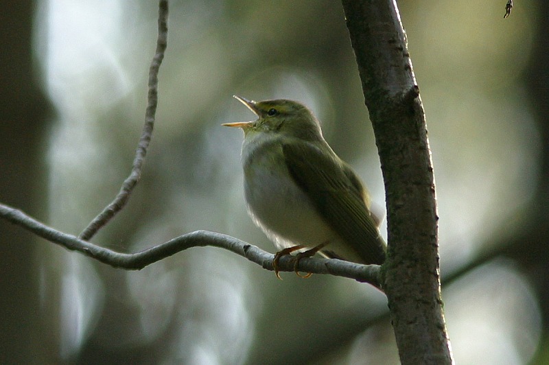 Siritt�j�, Wood Warbler (Phylloscopus sibilatrix)