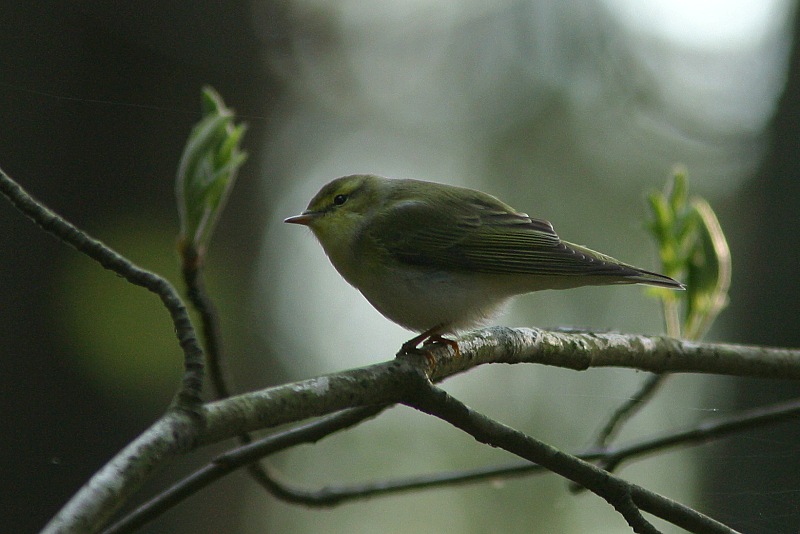 Siritt�j�, Wood Warbler (Phylloscopus sibilatrix)
