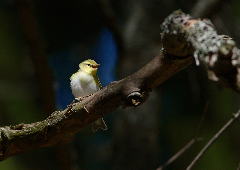 Siritt�j�, Wood Warbler (Phylloscopus sibilatrix)