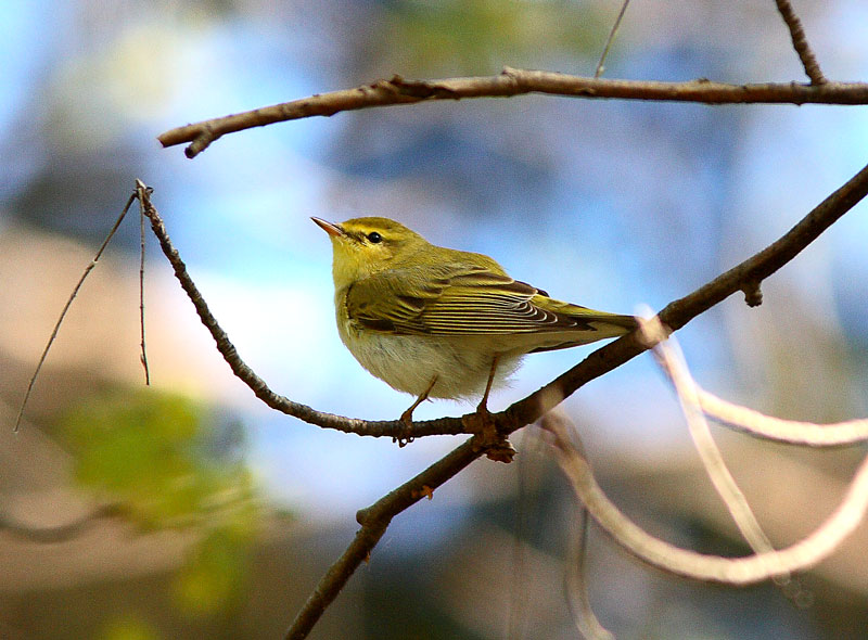 Siritt�j�, Wood Warbler (Phylloscopus sibilatrix)